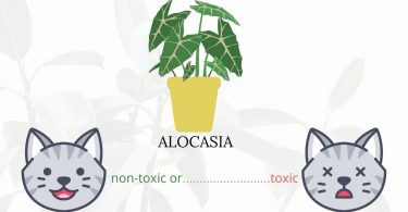 Is alocasia toxic or non-toxic for cats?
