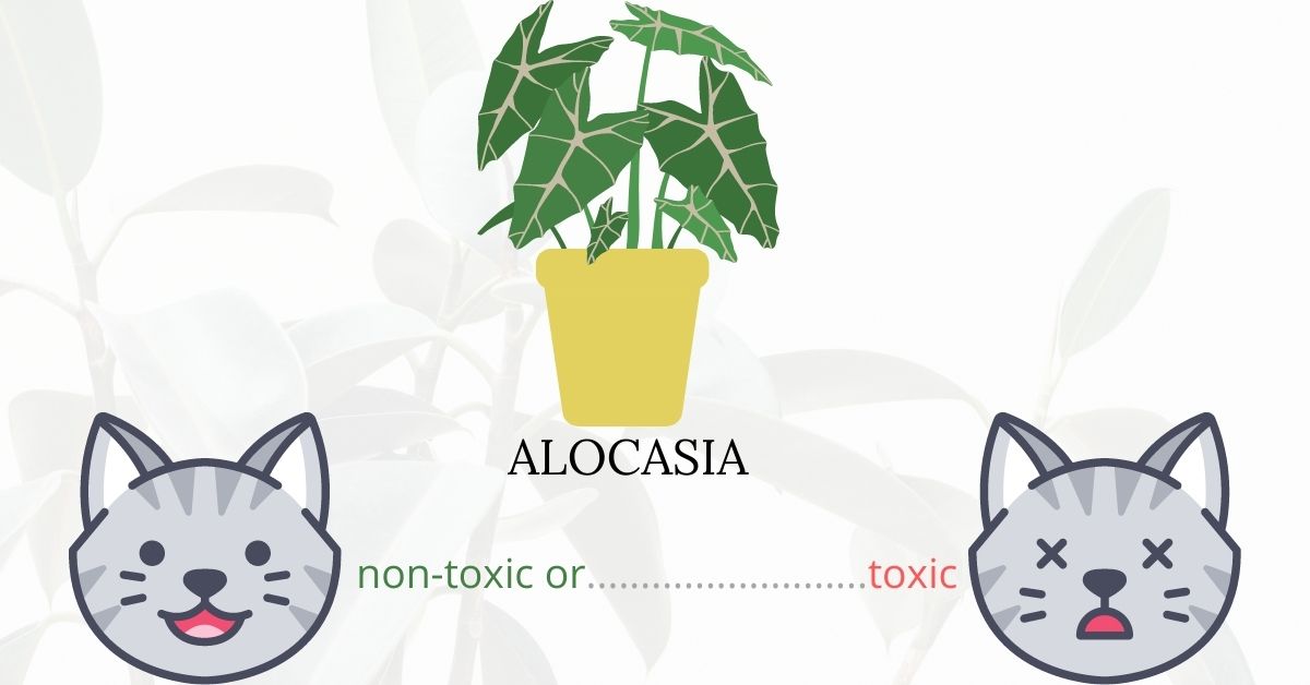 Is Alocasia (Elephant's Ear) Toxic To Cats?