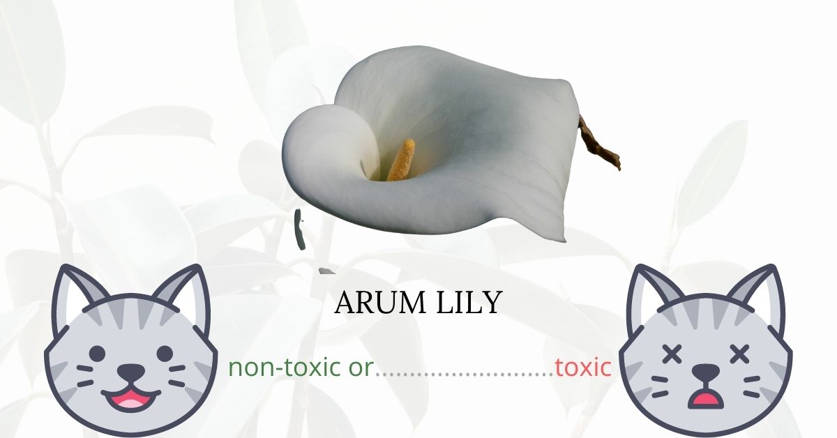 Are Arum Lilies or Calla Lily Vines Toxic To Cats? Clinical Signs, First Aid and Treatment