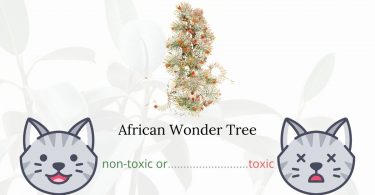 Is African Wonder Tree or Castor Plant Toxic to Plants