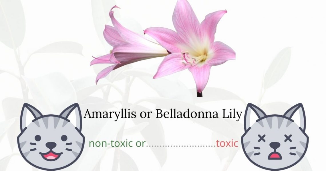 Is Amaryllis or Belladonna Lily Toxic to Cats