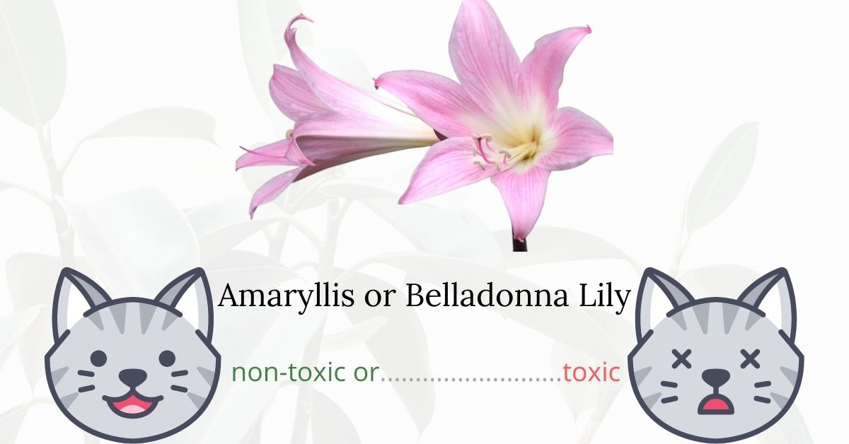 Is Amaryllis or Belladonna Lily Toxic To Cats?