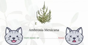 Is Ambrosia Mexicana Toxic to Cats