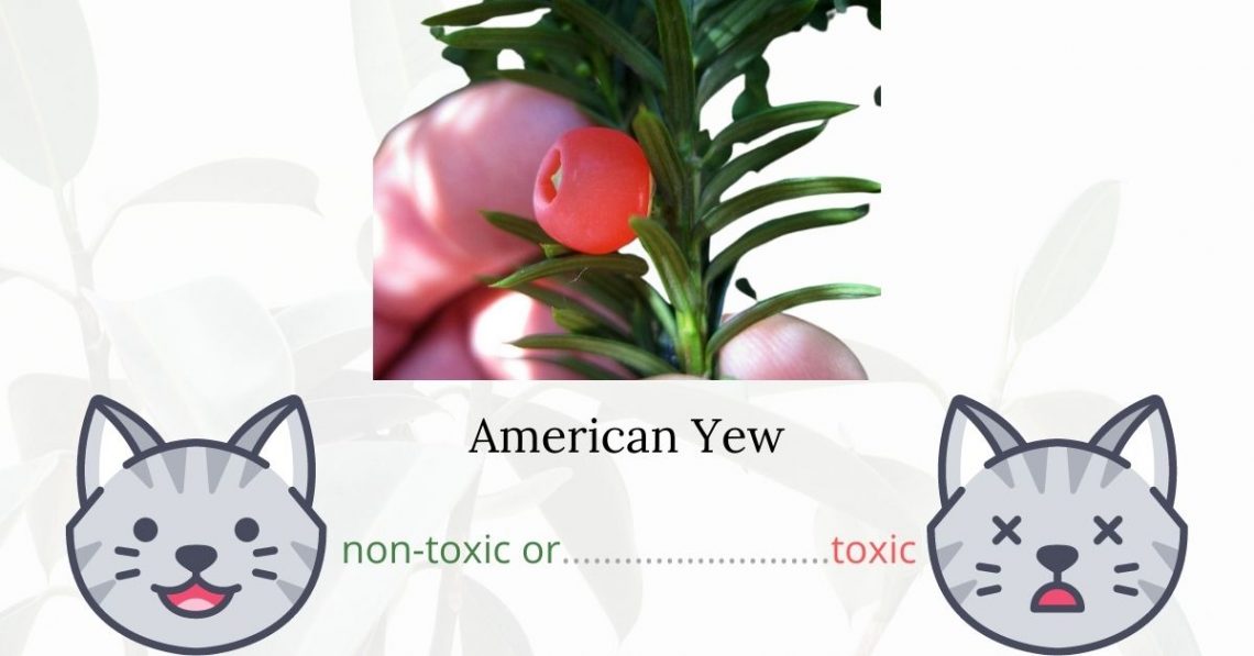 Is American Yew or Canadian Yew Toxic To Cats?