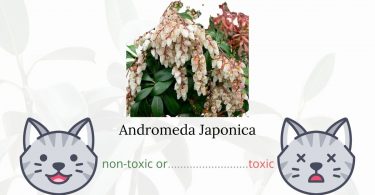 Is Andromeda Japonica or Japanese Andromeda Toxic To Cats?