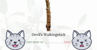 Is Angelica Tree or Devil’s Walkingstick Toxic To Cats?