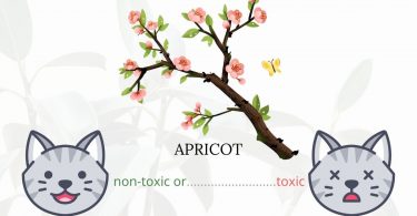 Is Apricot or Prunus Armeniaca Toxic To Cats?