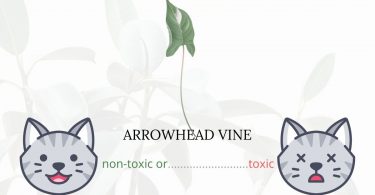 Is Arrowhead Vine Toxic To Cats?
