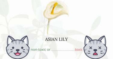 Asian Lily or Lilium Asiatica