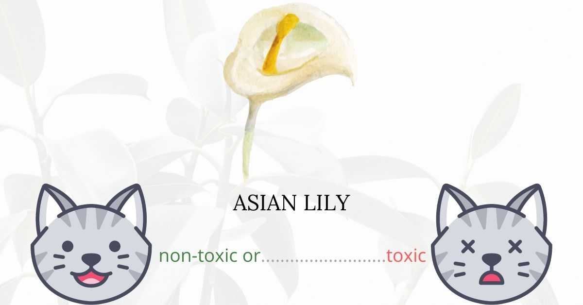 Are Asian Lilies or Lilium Asiatica Toxic To Cats?