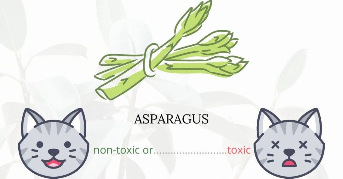 Is Asparagus or Sprengeri Fern Toxic To Cats?