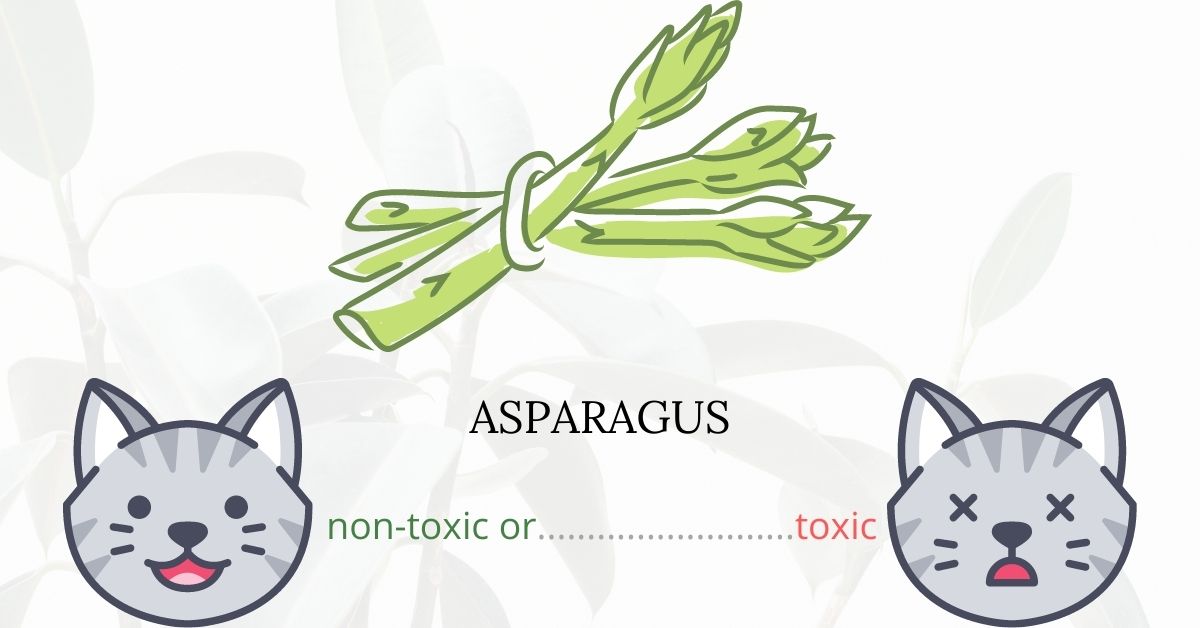 Is Asparagus or Sprengeri Fern Toxic To Cats?