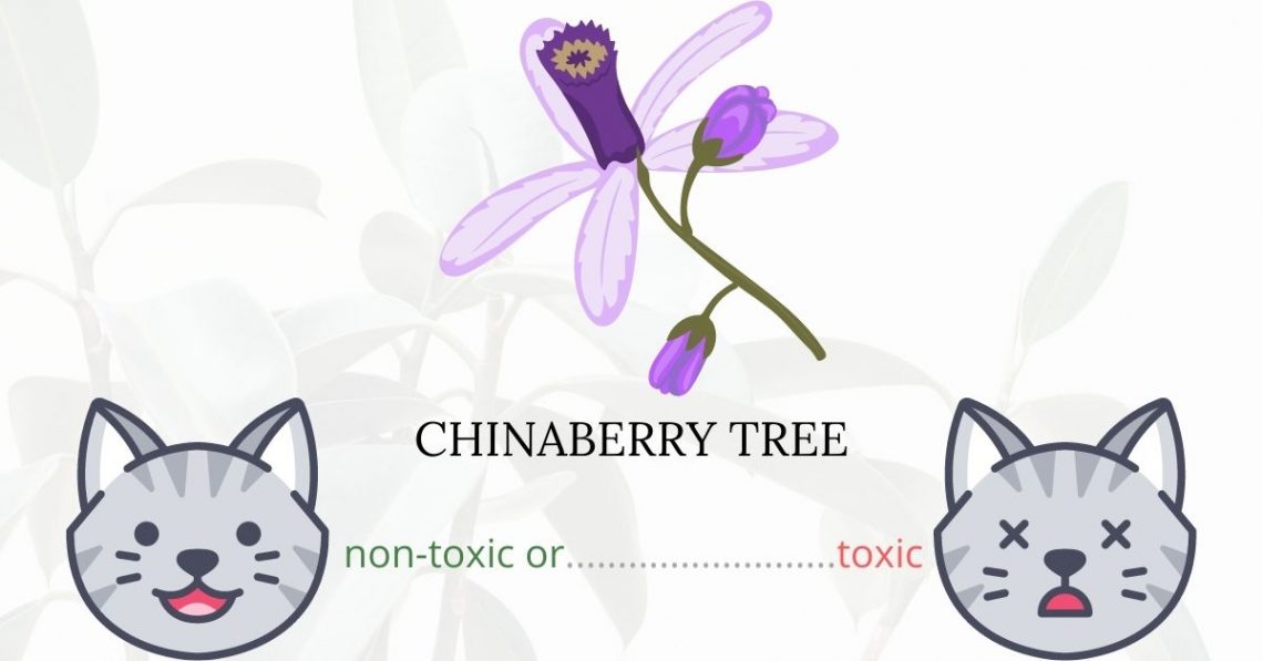 Is Bead Tree or Chinaberry Tree Toxic to Cats? 