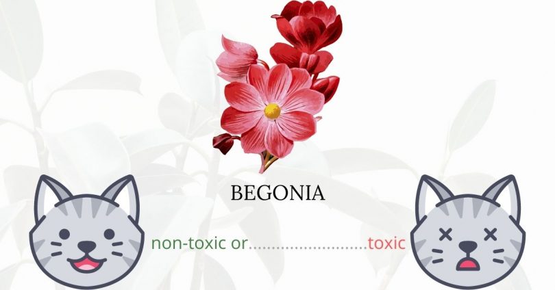 wax begonia toxic to cats