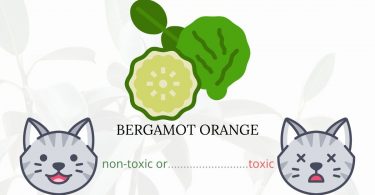 Is Bergamot Orange Toxic To Cats? 