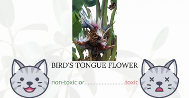 Is Bird’s Tongue Flower Toxic To Cats?