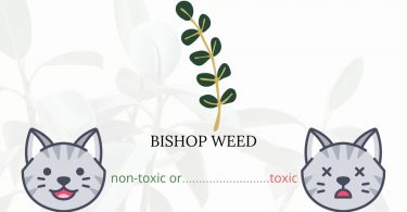 Is Bishop Weed Toxic To Cats? 