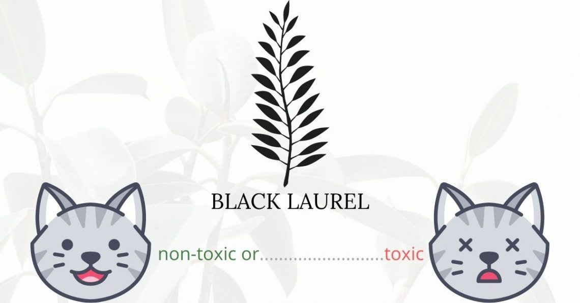 Is Black Laurel Toxic To Cats? 