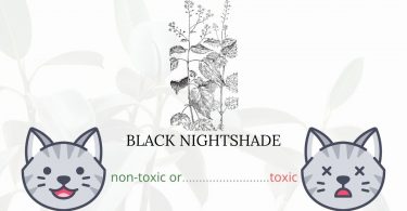 Is Black Nightshade Toxic To Cats? 