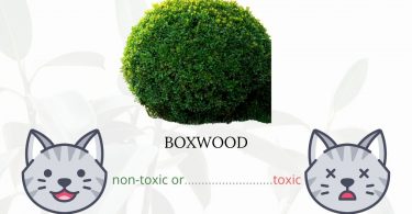 Is Boxwood Toxic To Cats? 