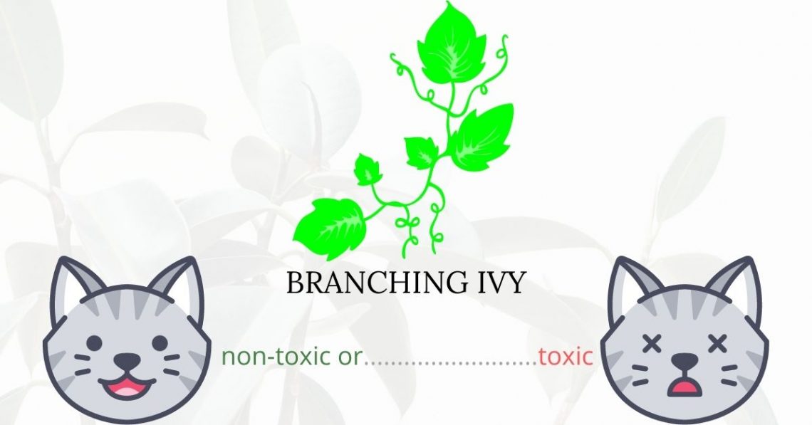 Is Branching Ivy or California Ivy Toxic To Cats?