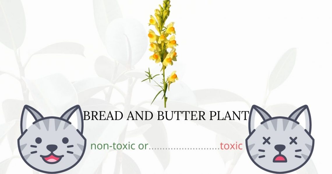 Is Bread and Butter Plant Toxic to Cats?