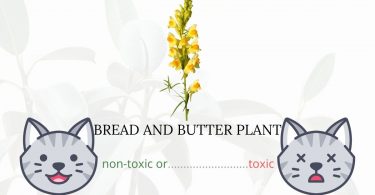 Is Bread and Butter Plant Toxic to Cats?