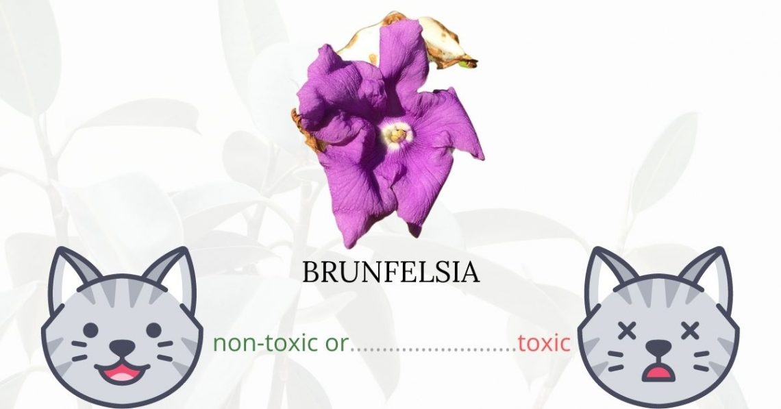 Is Brunfelsia or Yesterday, Today, and Tomorrow Plant Toxic To Cats?