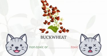 Is Buckwheat Toxic To Cats? 
