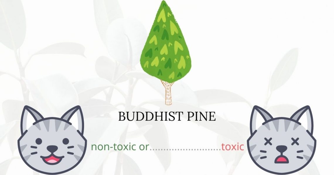 Is Buddhist Pine Toxic To Cats? 