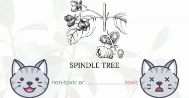 Is Burning Bush or Spindle Tree Toxic To Cats? 