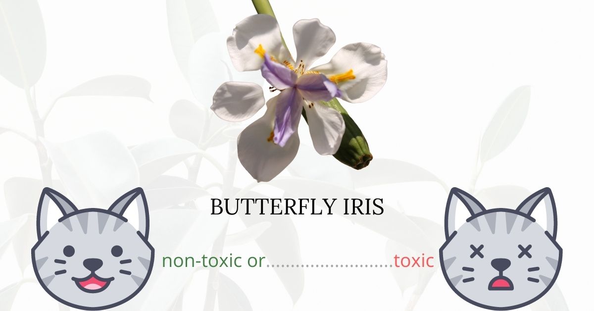 Are Butterfly Irises Toxic To Cats?