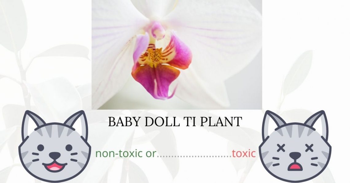 Is Baby Doll Ti Plant or Good Luck Tree Toxic To Cats? 