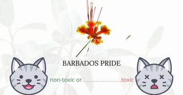 Is Barbados Pride or Peacock Flower Toxic To Cats?