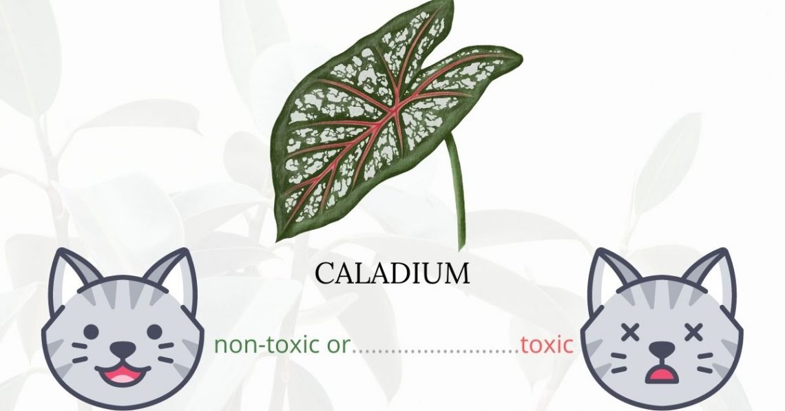 Is Caladium Toxic To Cats? 