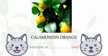 Is Calamondin Orange Toxic To Cats? 