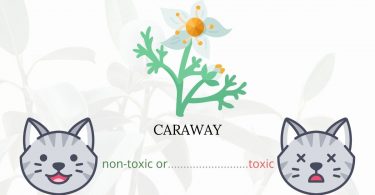 Is Caraway or Meridian Fennel Toxic To Cats? 