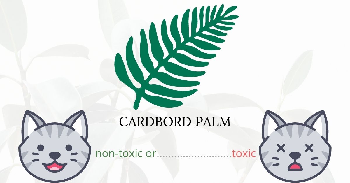 Are Cardboard Palms or Cycads Toxic To Cats?