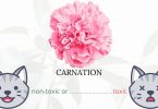 Is Carnation Toxic To Cats? 