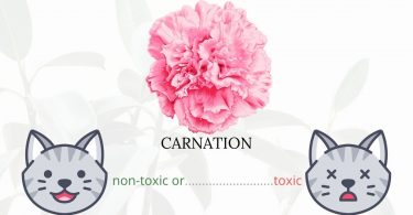 Is Carnation Toxic To Cats? 