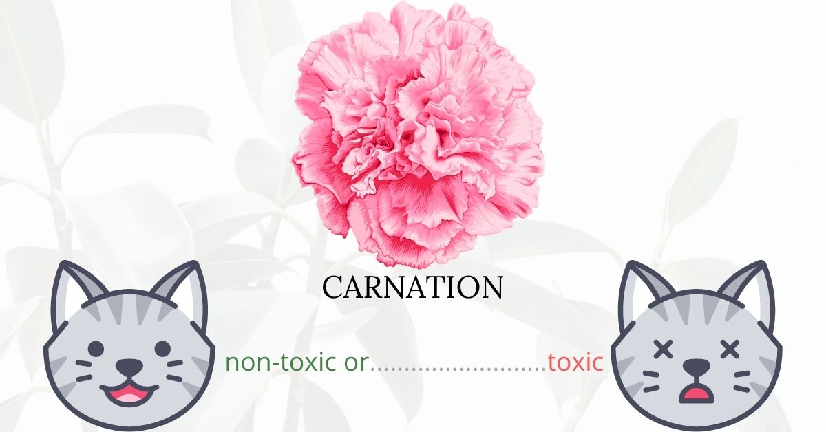 Are Carnations Toxic To Cats?