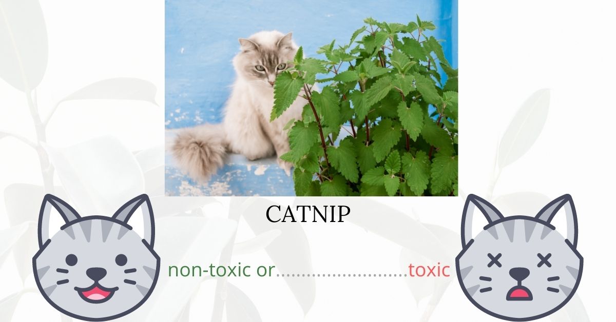 Is Catnip Toxic To Cats?