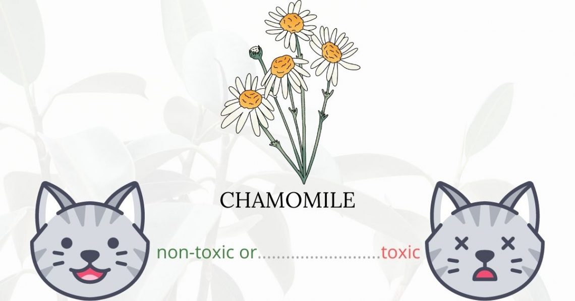 Is Chamomile Toxic To Cats? 