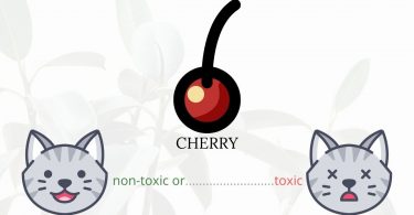 Is Cherry Toxic To Cats? 