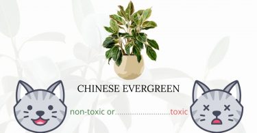Is Chinese Evergreen or Aglaonema Toxic To Cats? 