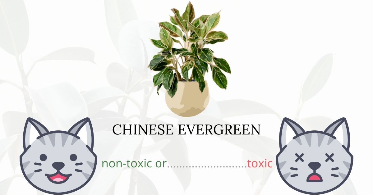 are chinese evergreen toxic to cats