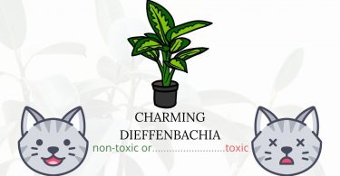 Is Charming Dieffenbachia Toxic To Cats? 
