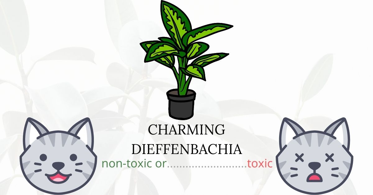Is Charming Dieffenbachia Toxic To Cats? Plants'n'Cats