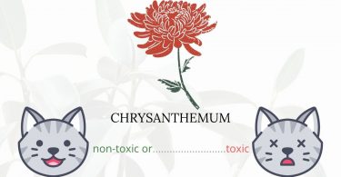 Is Chrysanthemum or Mum Plant Toxic To Cats? 