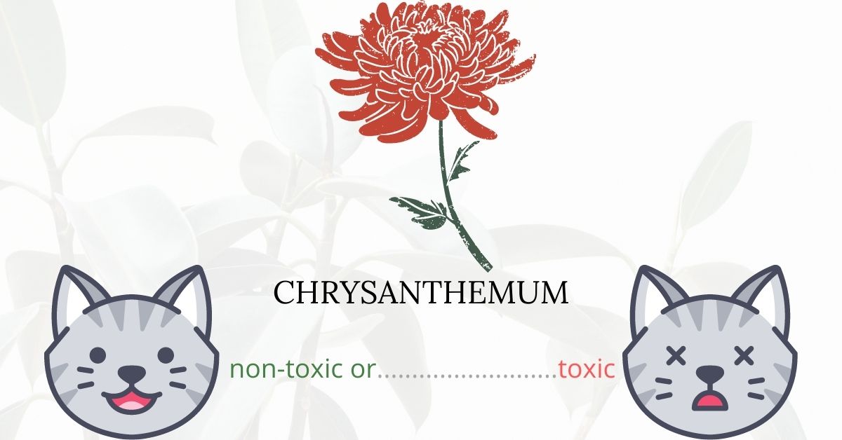 Are Chrysanthemums or Mum Plants Toxic To Cats?